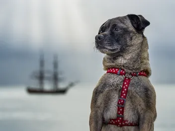 Jug (Jack Russell & Pug Mix) Dog Breed: Info, Pictures, Traits, & Facts