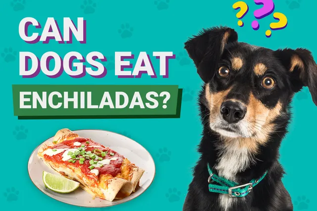Can Dogs Eat Enchiladas? Vet Approved Nutrition Facts & FAQ