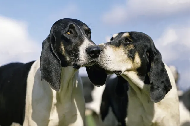 Chien Français Blanc et Noir Dog Breed: Info, Pictures & Care Guide