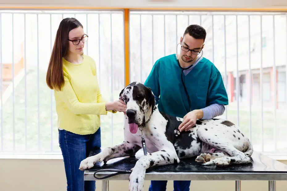 Owner,With,Her,Great,Dane,At,Veterinary.
