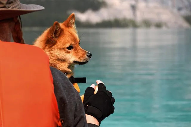 How to Take Your Dog Canoeing & Kayaking: 10 Vet-Approved Tips for Safety