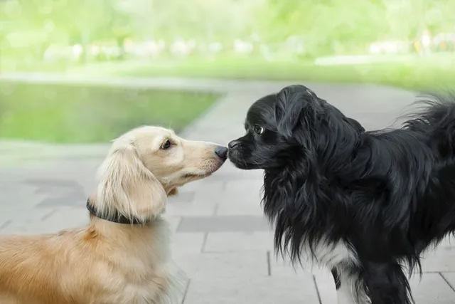 Can Dogs Be Gay, Lesbian, or Bisexual? Vet-Verified  Facts & FAQ