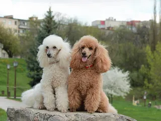What Were Poodles Bred For? History & FAQ