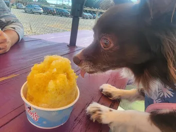 Dog-Friendly Restaurants: What Are Penny’s Favorites?