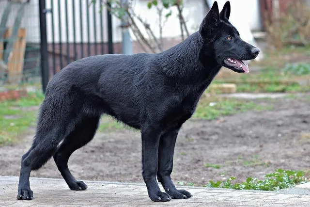 When Is National Black Dog Day & What Is It? 2026 Guide
