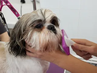 How Much Does Dog Grooming Cost in the UK? (2026 Price Guide)