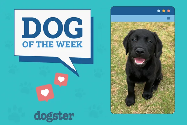 Dogster Photo Contest: Dogs of the Week Winners (June 26, 2025)