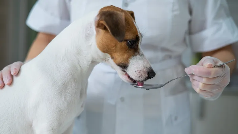 Dog been feed by spoon