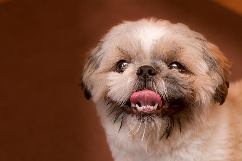 Shih tzu sticking his tongue out