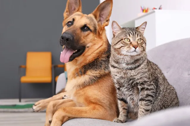 What Does Raining Cats & Dogs Mean? Pet Idioms Explained