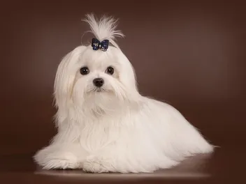 Does a Maltese Shed a Lot? Vet-Verified Care and Grooming Tips