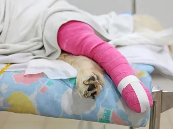 Week-by-Week Recovery Guide From Your Dog's ACL Surgery - Vet-Approved Advice