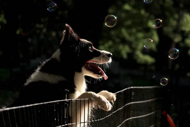 5 DIY Dog Fences You Can Make Today (With Instructions)