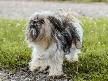 Do Shih Tzus Bark a Lot? How Much & How to Stop It