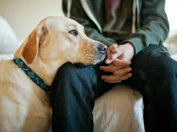 Can a Dog Have PTSD? Vet-Approved Causes, Signs & Care