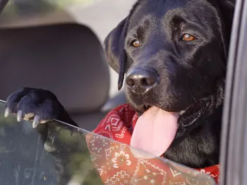 Cracking the Window Won't Cut It: AKC Backs Its New Rule With Fines Up to $10,000