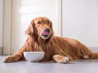 What Human Foods Can Dogs Eat? Vet-Reviewed Health & Nutrition Guide