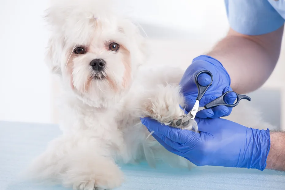 Groomer trimming Maltipoos paws