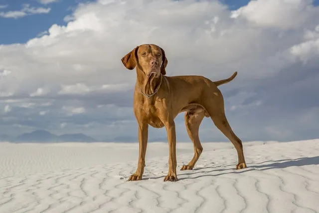 How Good Is a Vizsla With Kids? Temperament, Ways to Interact, & FAQ (Vet-Reviewed)