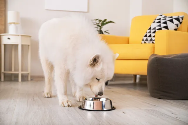 Do Dogs Need Carbohydrates? Vet Approved Facts & Advice