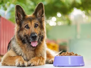 Can Dogs Burp? Vet Reviewed Canine Health Facts