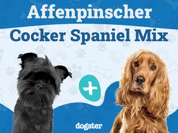 Affen Spaniel (Affenpinscher & Cocker Spaniel Mix): Info, Pictures, Care & More