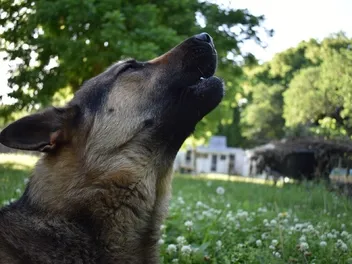 Why Do Dogs Howl at Sirens? 3 Vet-Verified Reasons
