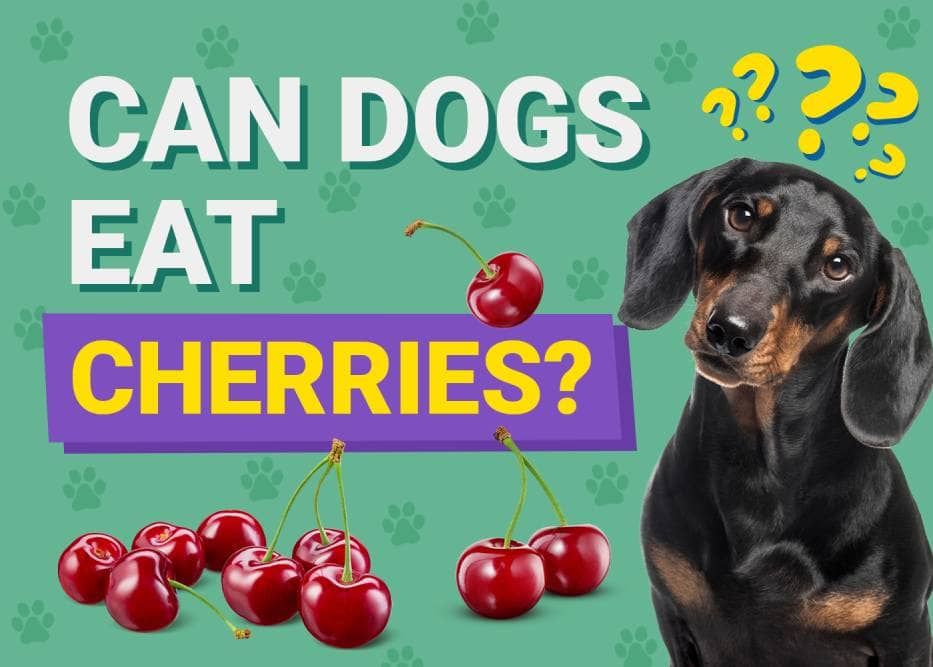 Can Dogs Eat_cherries