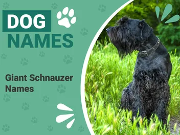 150+ Popular & Unique Names for Giant Schnauzers