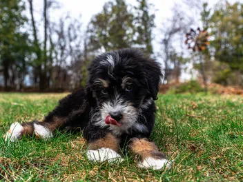 5 Best Dog Foods for Bernedoodles in 2026 - Reviews & Top Picks