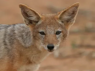 Are Jackal Dog Hybrids Real? Vet-Reviewed Facts & FAQ