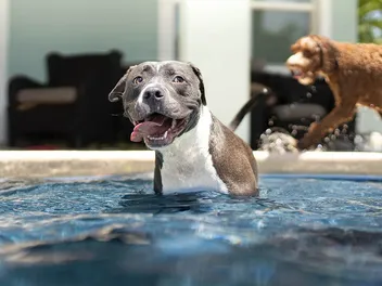 5 DIY Dog Water Ramps You Can Make Today (With Pictures)