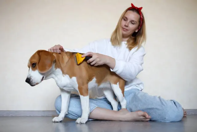 How Much Do Beagles Shed? Hair Cycle & Vet-Approved Grooming Tips
