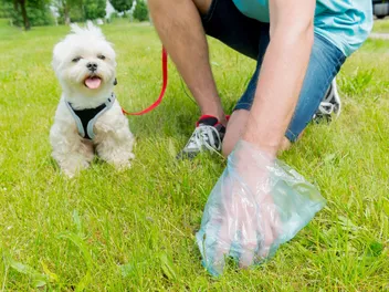 Why Does My Puppy Poop So Much? 5 Vet-Reviewed Reasons
