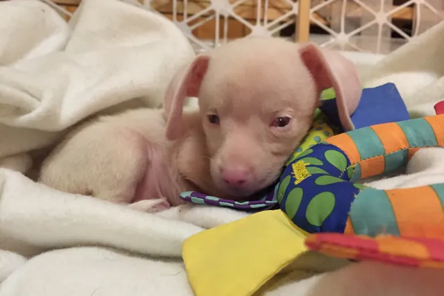 I Never Planned to Keep Piglet, the Deaf Blind Pink Puppy