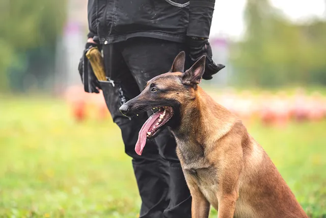 Why Are Police Dogs Called K9? History & Facts