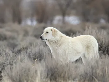 Kuvasz Dog: Breed Info, Pictures, Facts, & Traits