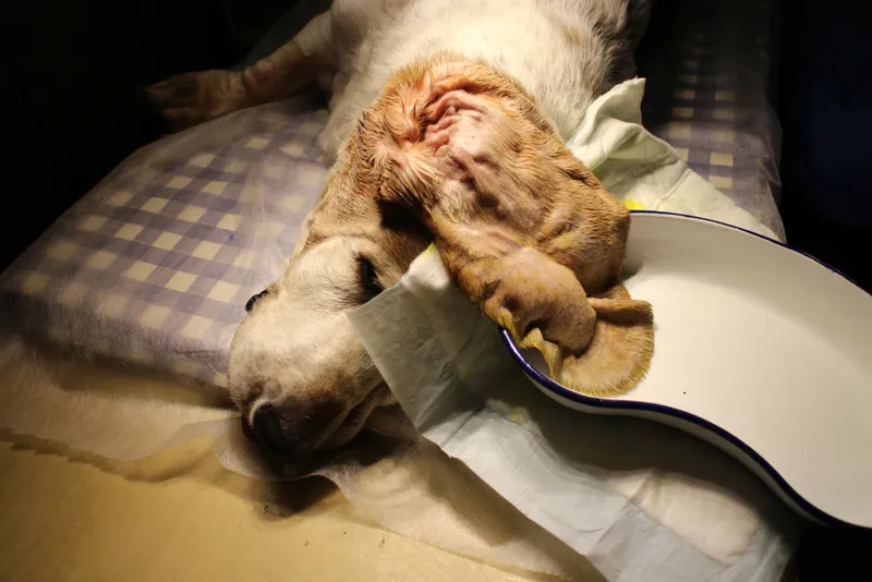 Medical treatment of othematoma by basset hound
