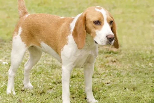 Istrian Shorthaired Hound Dog Breed: Info, Pictures, Care & More