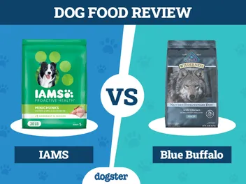 Iams Dog Food vs. Blue Buffalo: 2026 Comparison, Pros & Cons