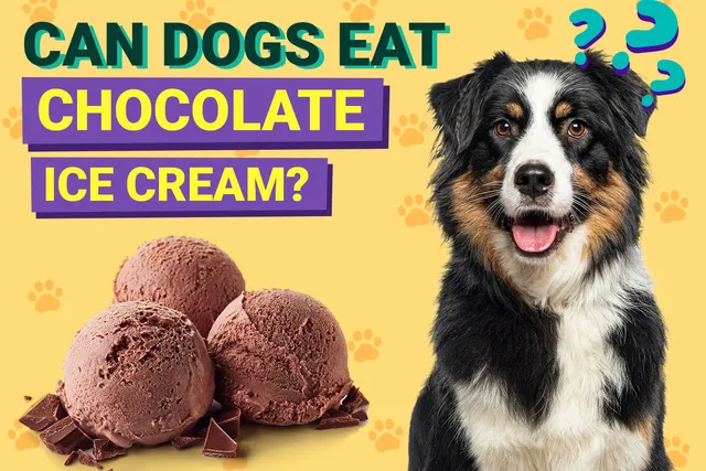 Can Dogs Eat Chocolate Ice Cream? Vet-Verified Nutrition Facts & Risks