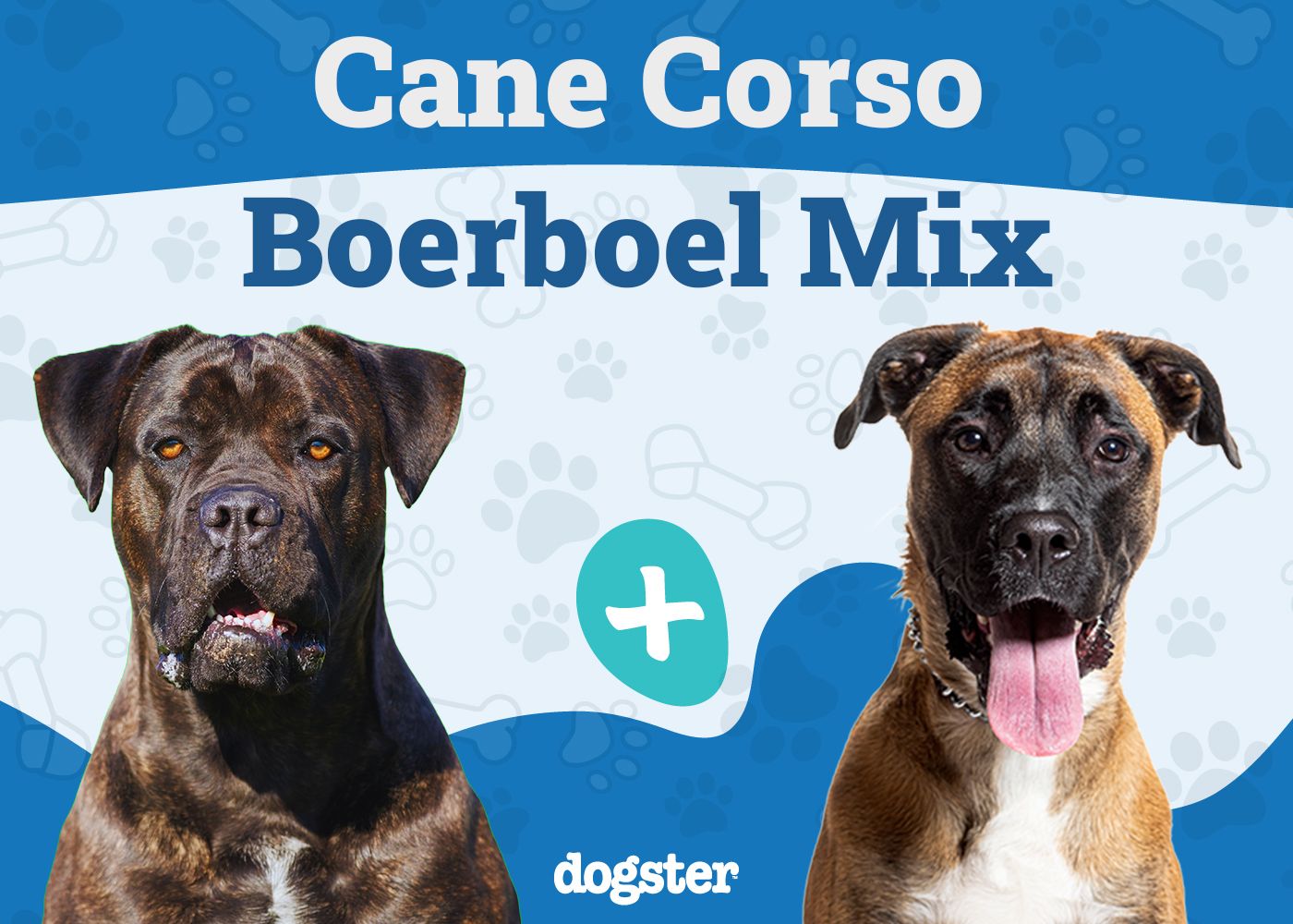 Cane Corso Boerboel Mix