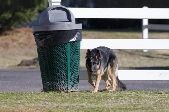 10 Great Tips on How to Dog-Proof a Trash Can: Vet-Approved Advice & Choices