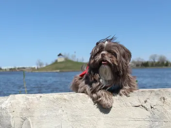 Chocolate (Brown) Shih Tzu: Info, Pictures, Origin & History