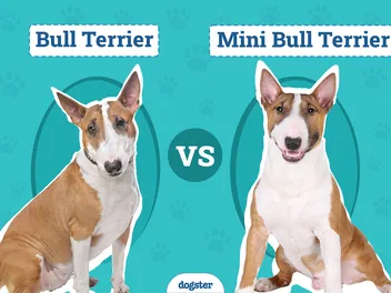 Bull Terrier vs Mini Bull Terrier: Main Differences (With Pictures)