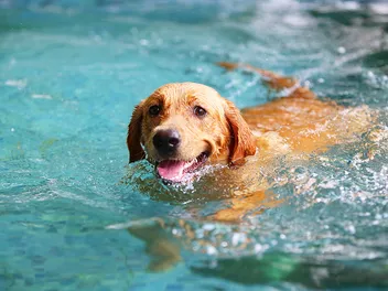 How Do Dogs Know How to Swim? Vet-Verified Facts & Explanation
