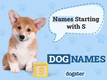 150 Dog Names Starting With S: Spectacular Ideas for Your Pup