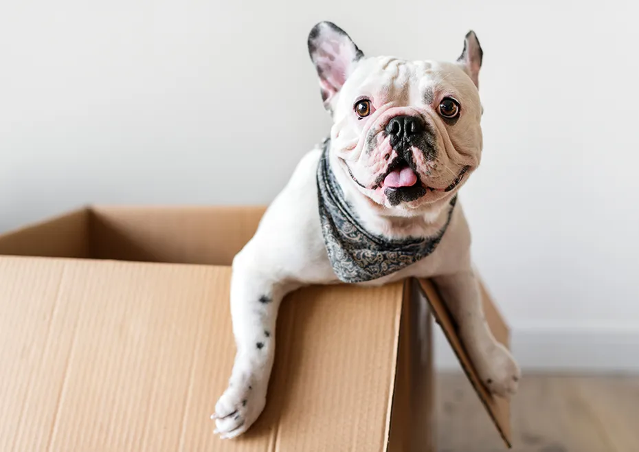 happy French bulldog inside the box
