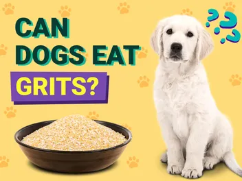 Can Dogs Eat Grits? Vet-Verified Nutrition Facts & FAQ