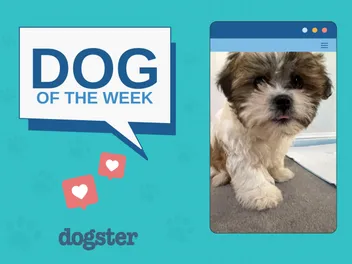 Dogster Photo Contest: Dogs of the Week Winners (November 6, 2025)